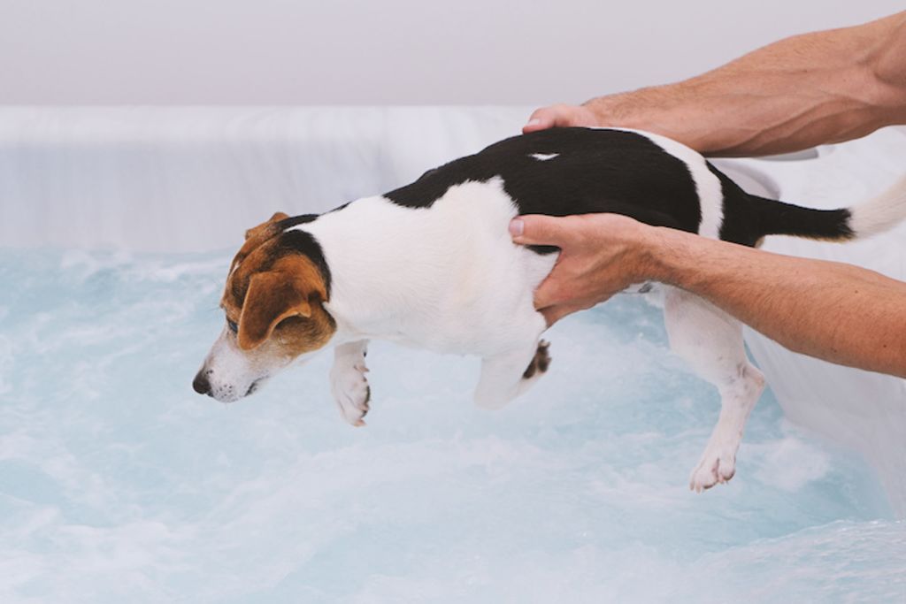 chien_canicule_piscine_bebe