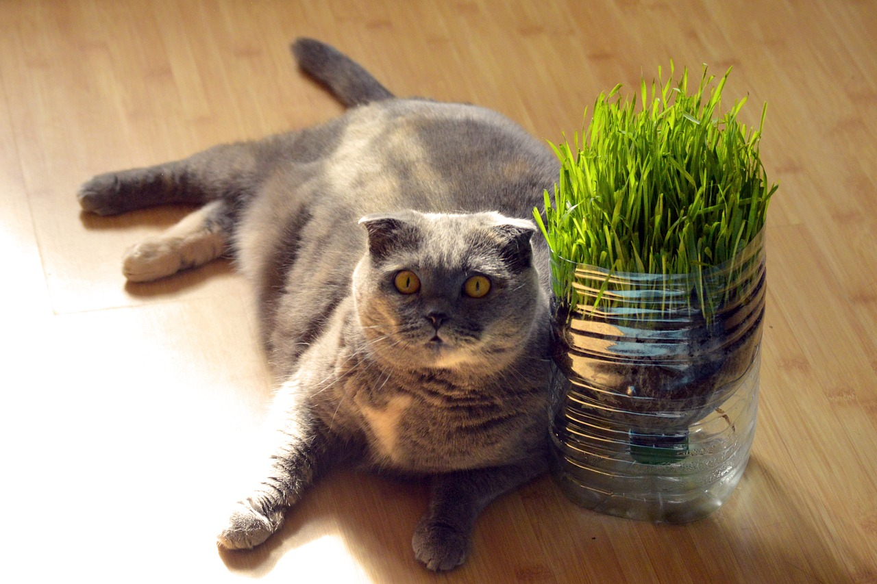 Herbe à chat