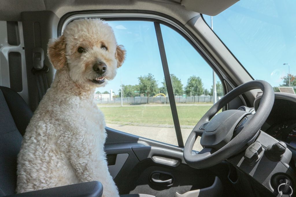 chien en voiture