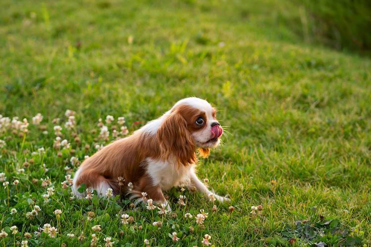 chien et coprophagie