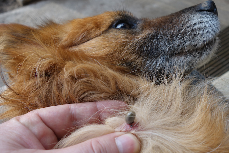 repérer une tique sur le chien