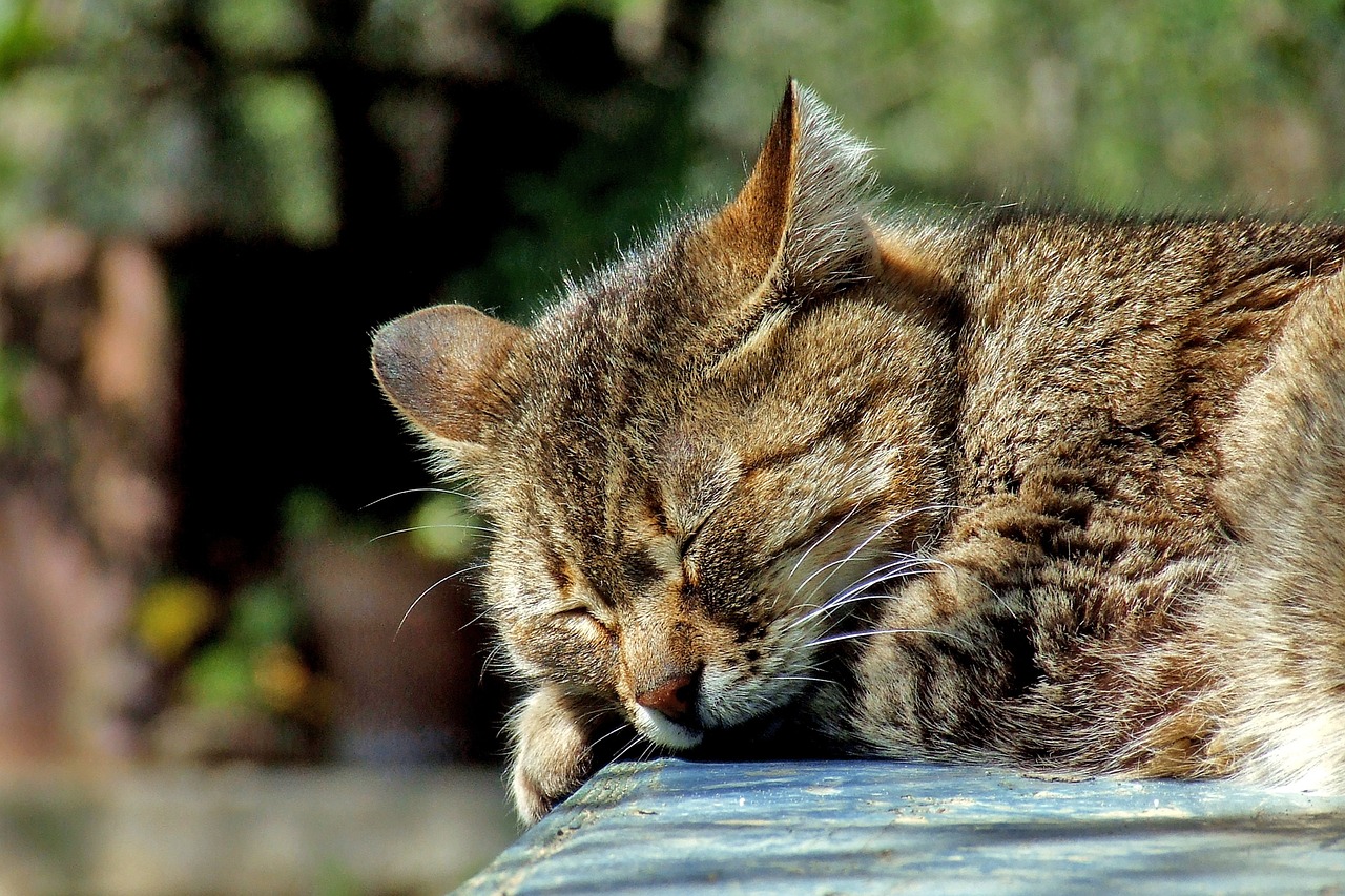 Chat qui dort