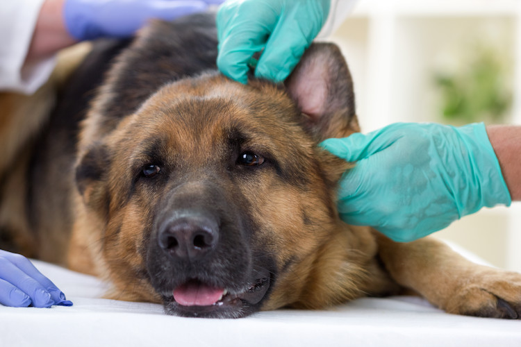 AVC chez le chien symptômes