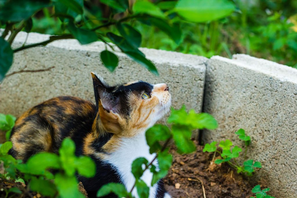 chat tricolore jardin