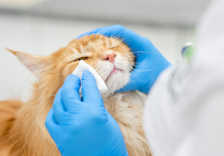 Conjonctivite chez le chat : causes, symptômes, traitement - Santévet