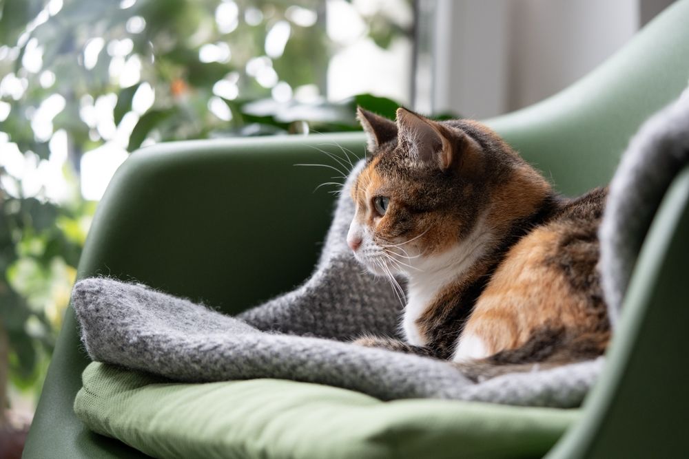 gato descansando en el sofá