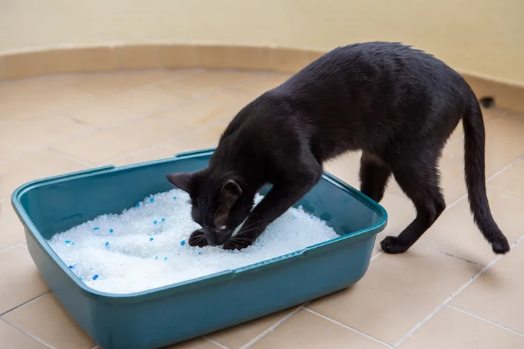 Comment se débarasser des odeurs de la litière du chat ?