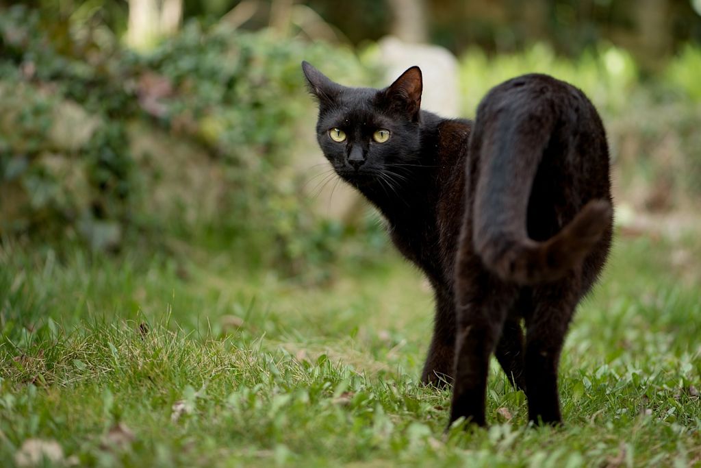 chat noir herbe