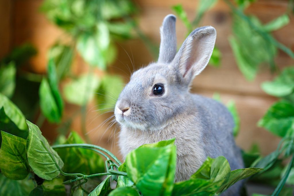 lapin nain