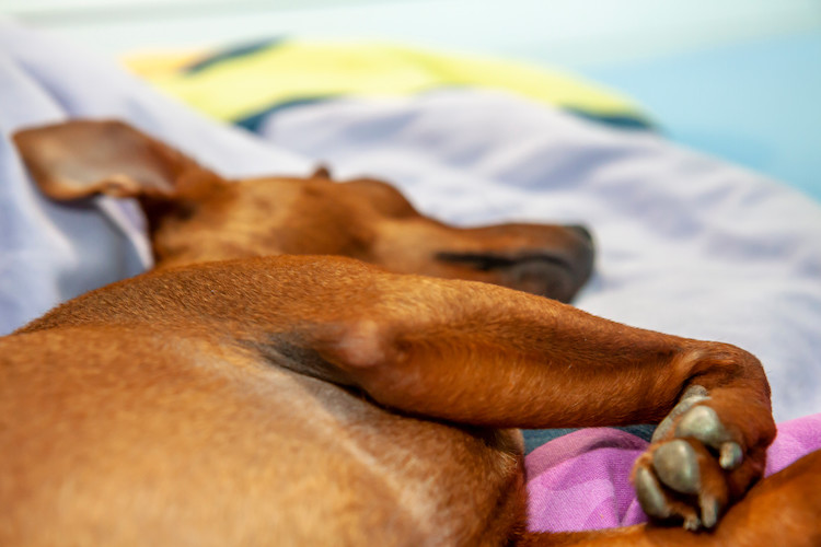 période de gestation chez le chien