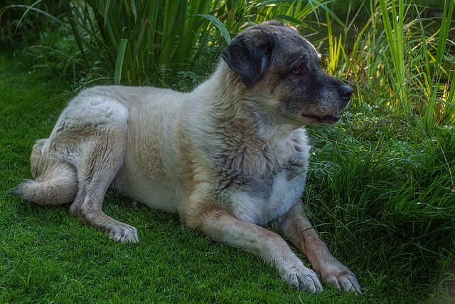 Le Kangal, chien de berger