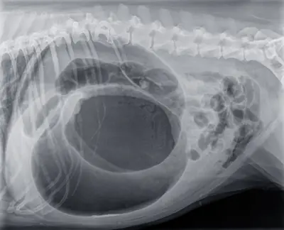 cuanto cuesta la cirugia para la obstruccion intestinal de un perro