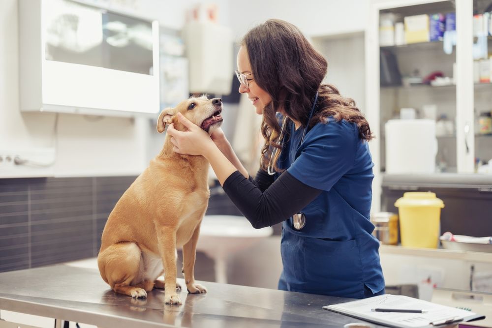 Exploración Veterinaria