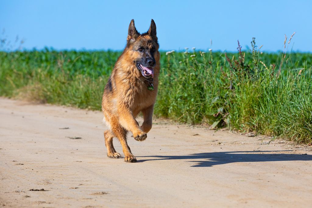 labrador berger allemand