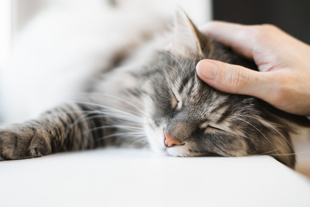 Le Fusa Del Gatto Cosa Sono