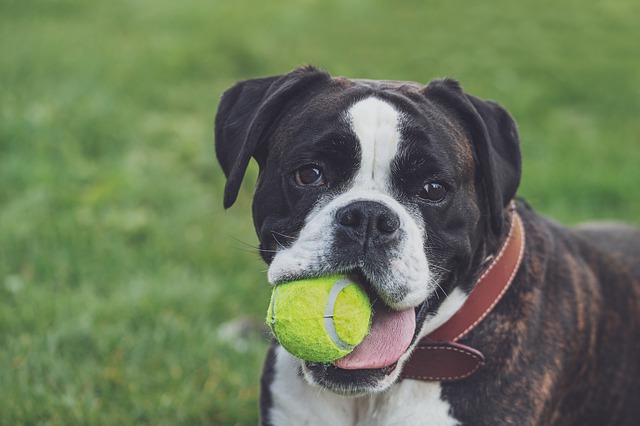 Un chien heureux avec ses balles de tennis