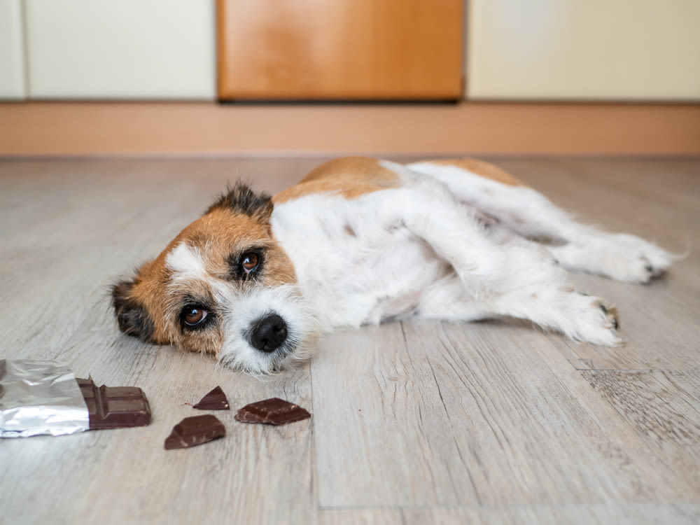 hond vergiftigd na chocolade