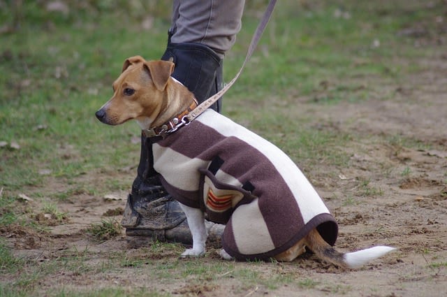 protéger son chien du froid