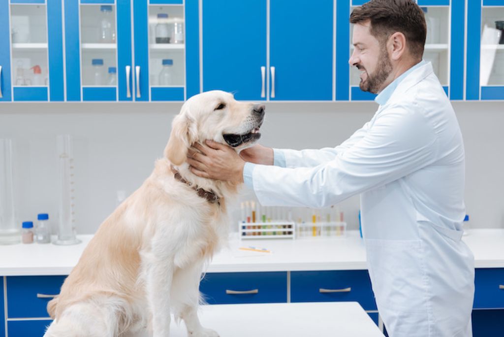 golden retriever assurance sante apour chien