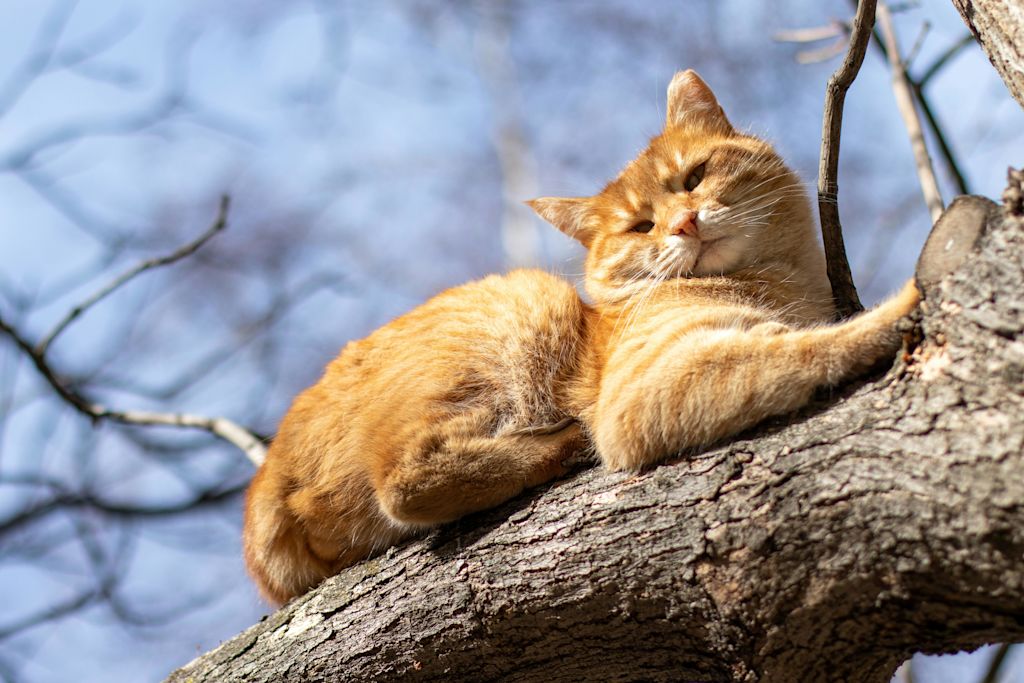 Chat sur un tronc d'arbre