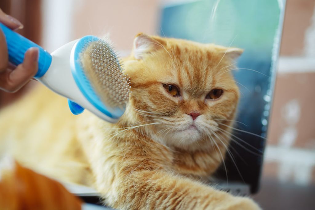 brosser le chat contre les allergies