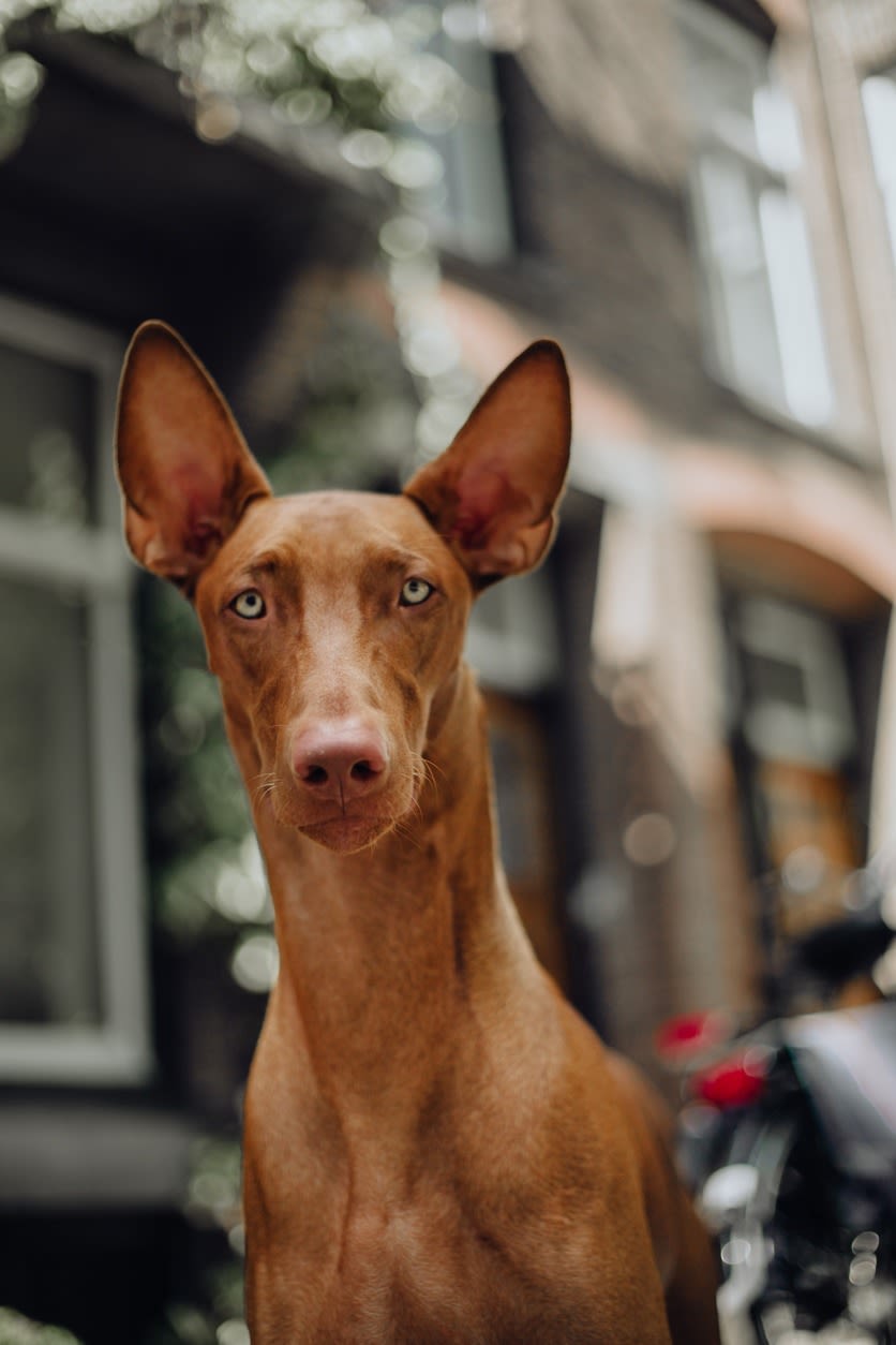 Oreilles chien