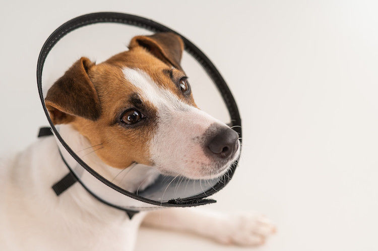 À quel âge doiton faire stériliser son chien ? Santévet