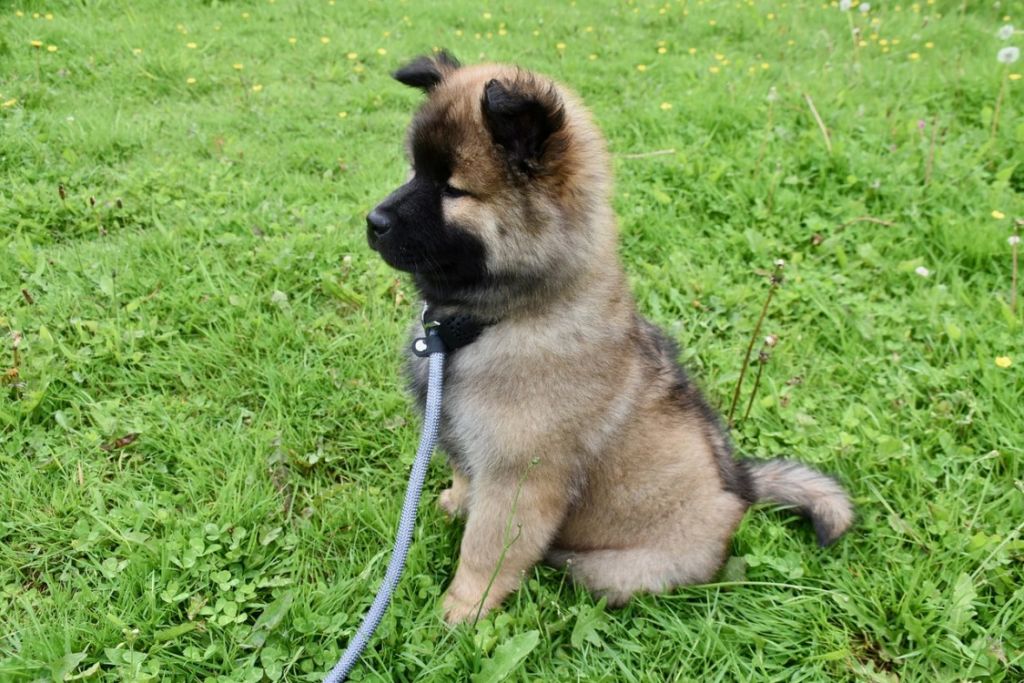 Chiot eurasier