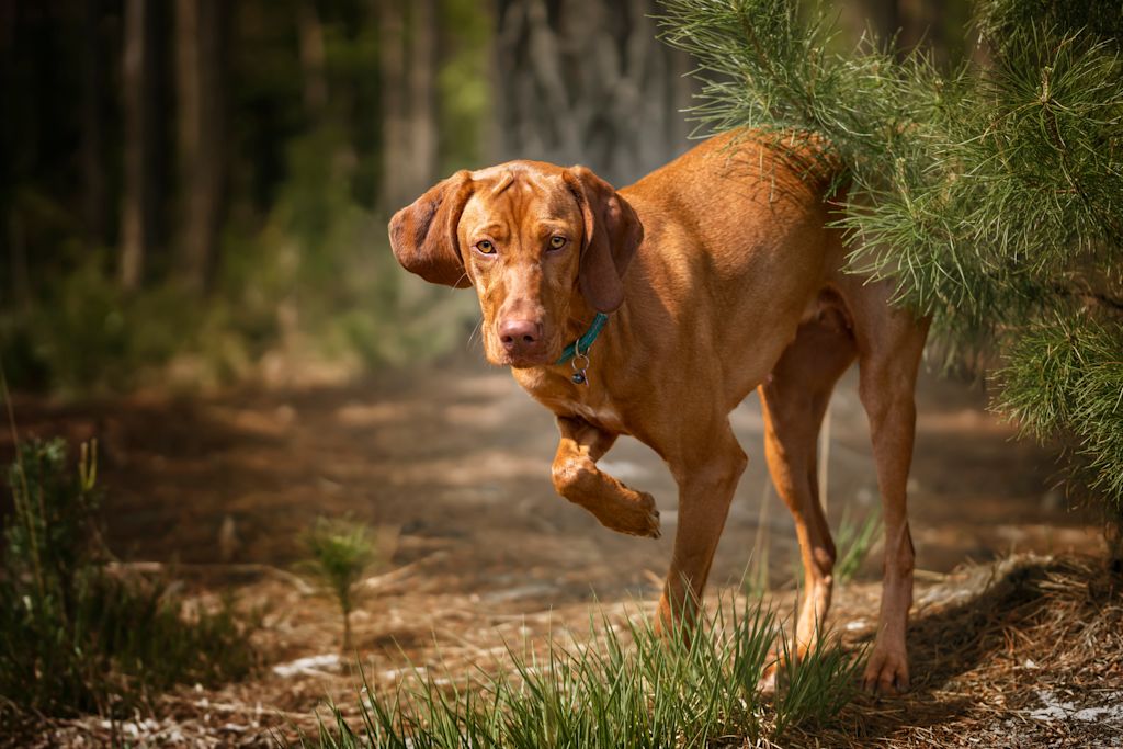 joli braque hongrois viszla