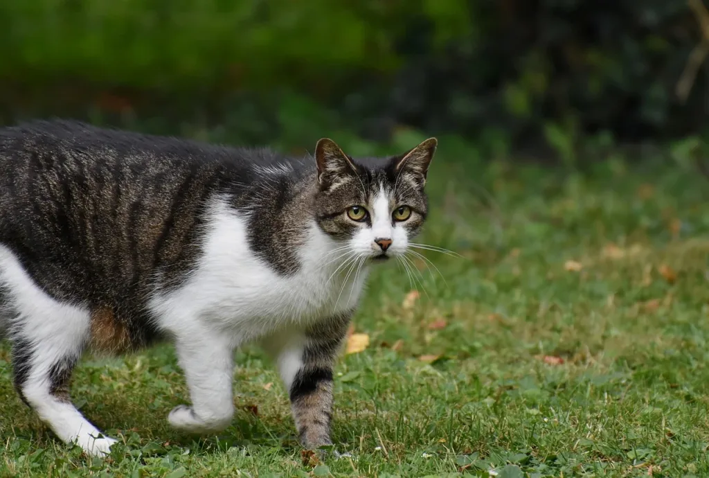 chat blanc et tigré herbe