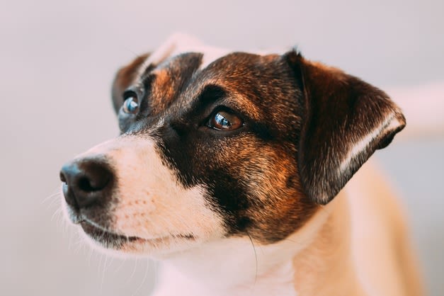 Portrait chien proche