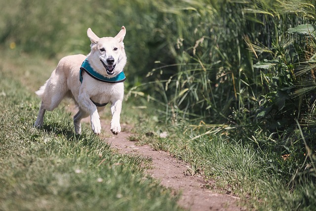 garder un chien