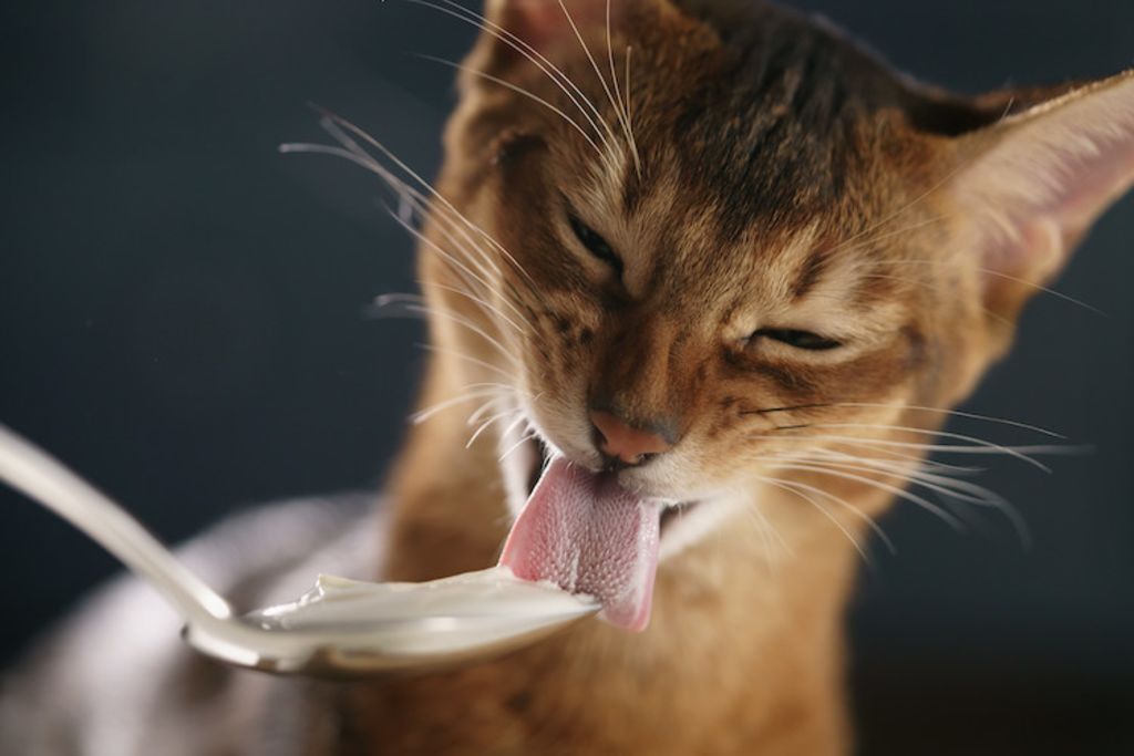 chat yaourt alimentation