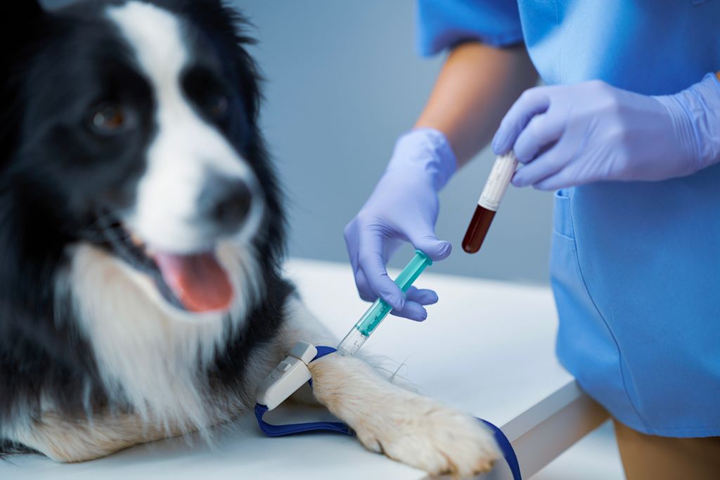 border collie acromegalie veterinaire