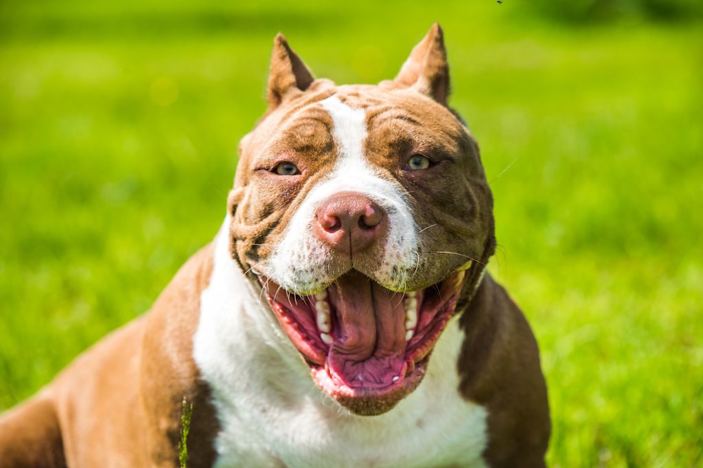 Jeune American Bully