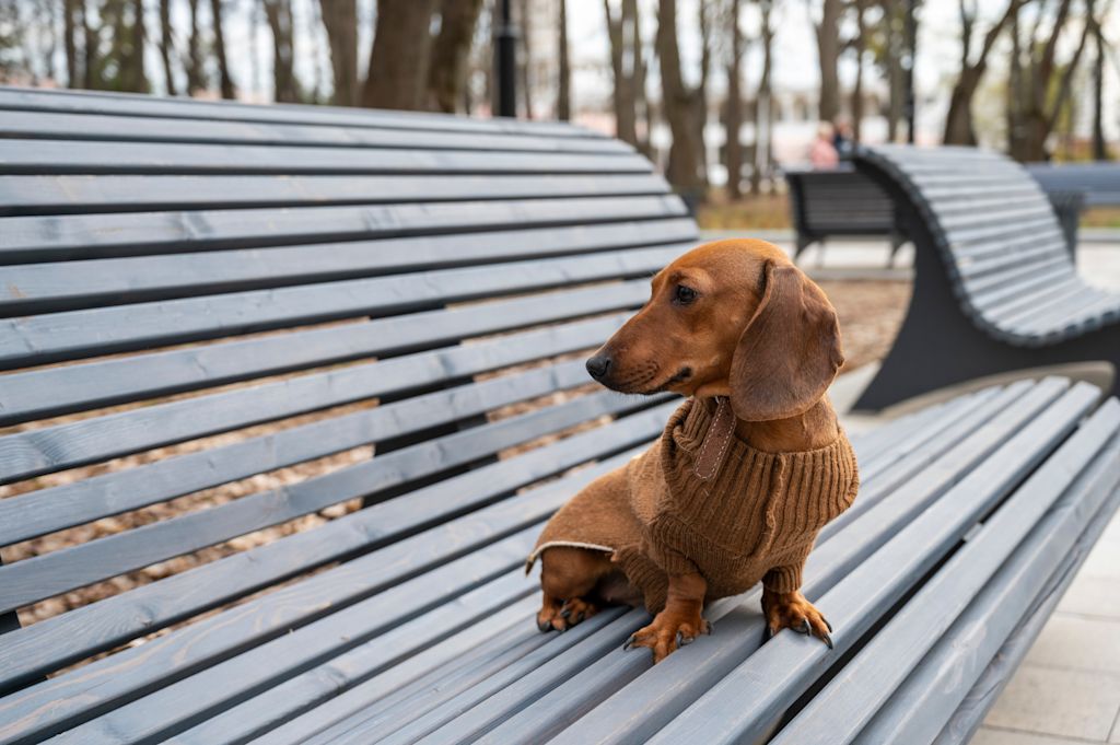 chien teckel banc