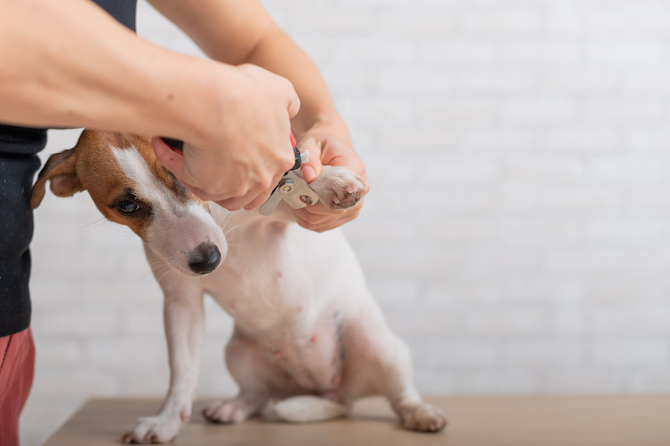 bien couper les griffes de son chien