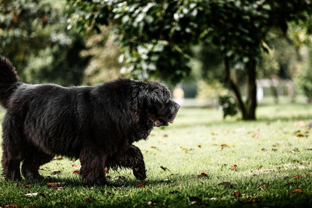 Gros chien poilu