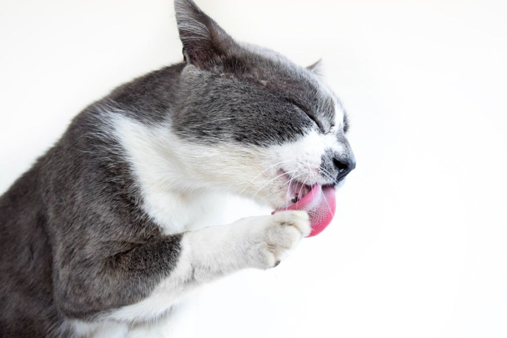 Chat qui lèche sa patte