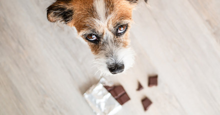 el perro se muere si come chocolate