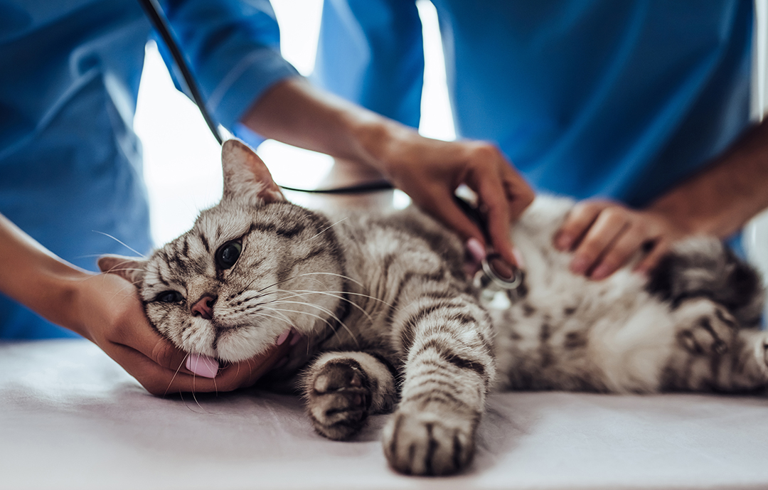 Comment voit exactement le chat ? - Santévet