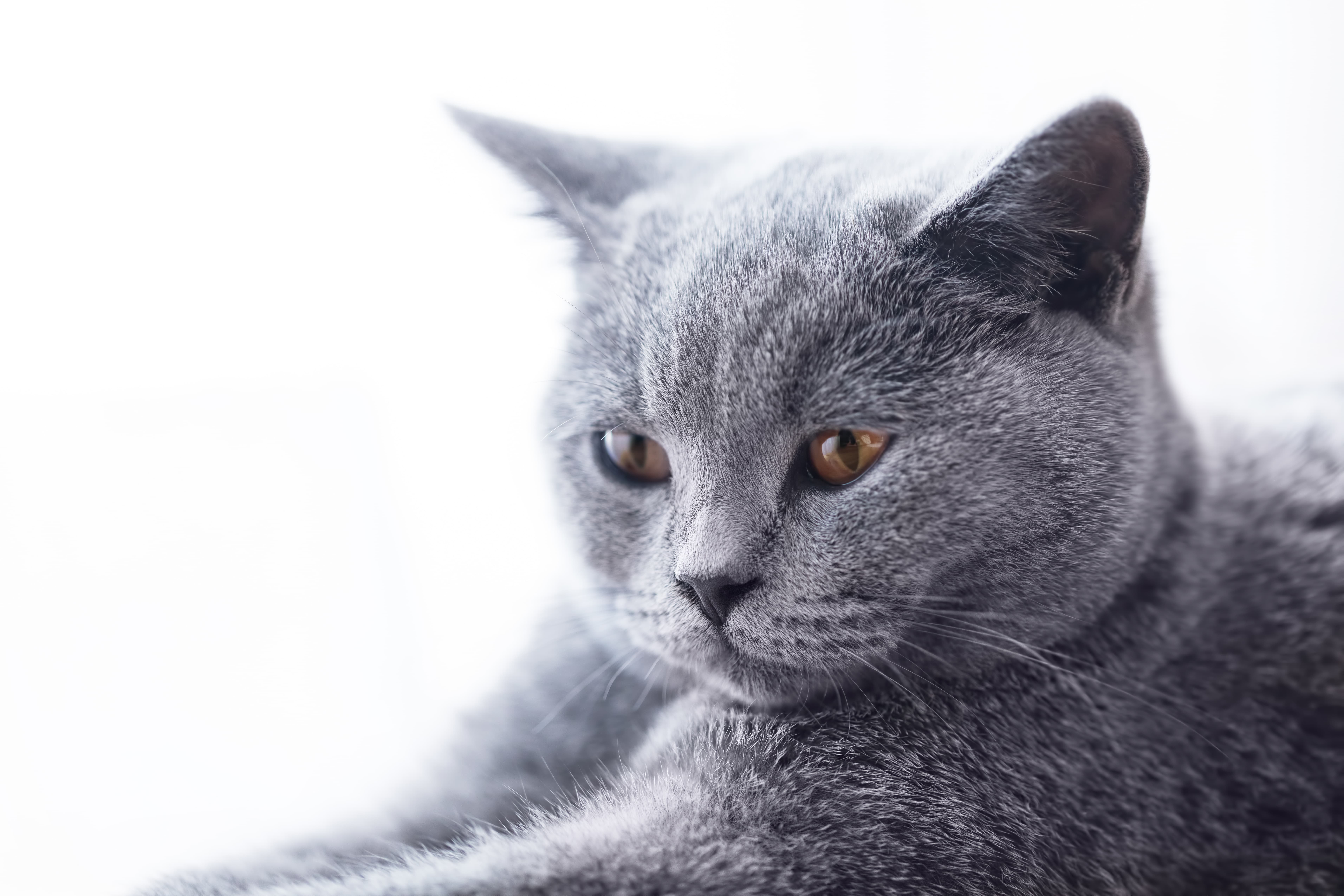 Jeune British Shorthair