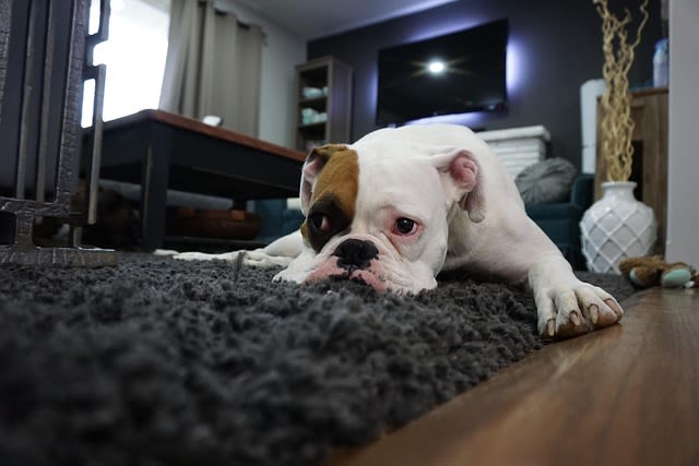 Chien sur le tapis