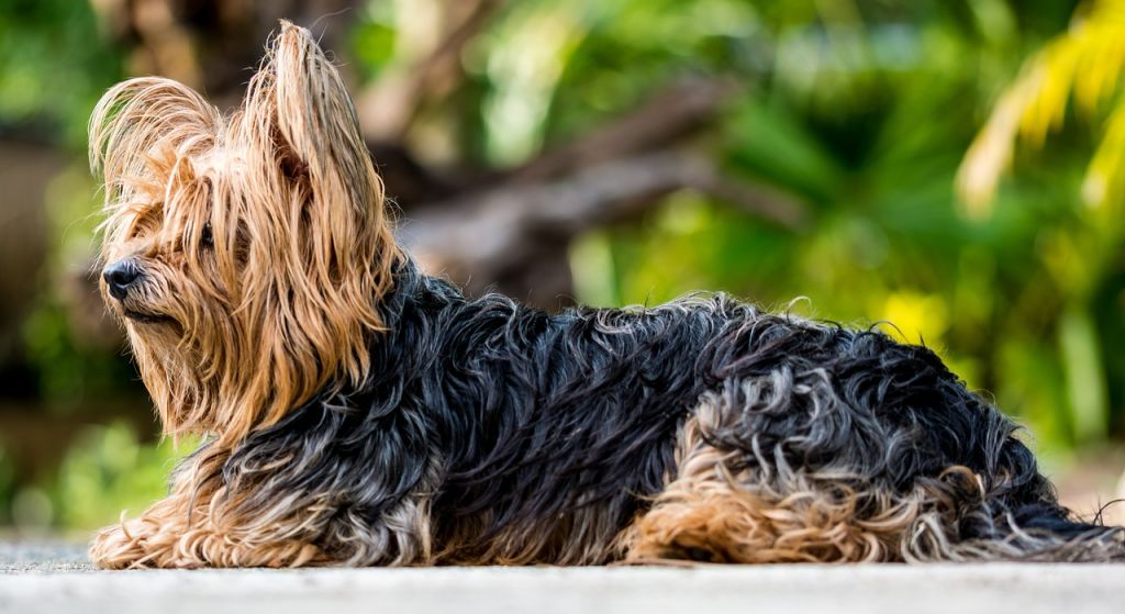 yorkshire terrier