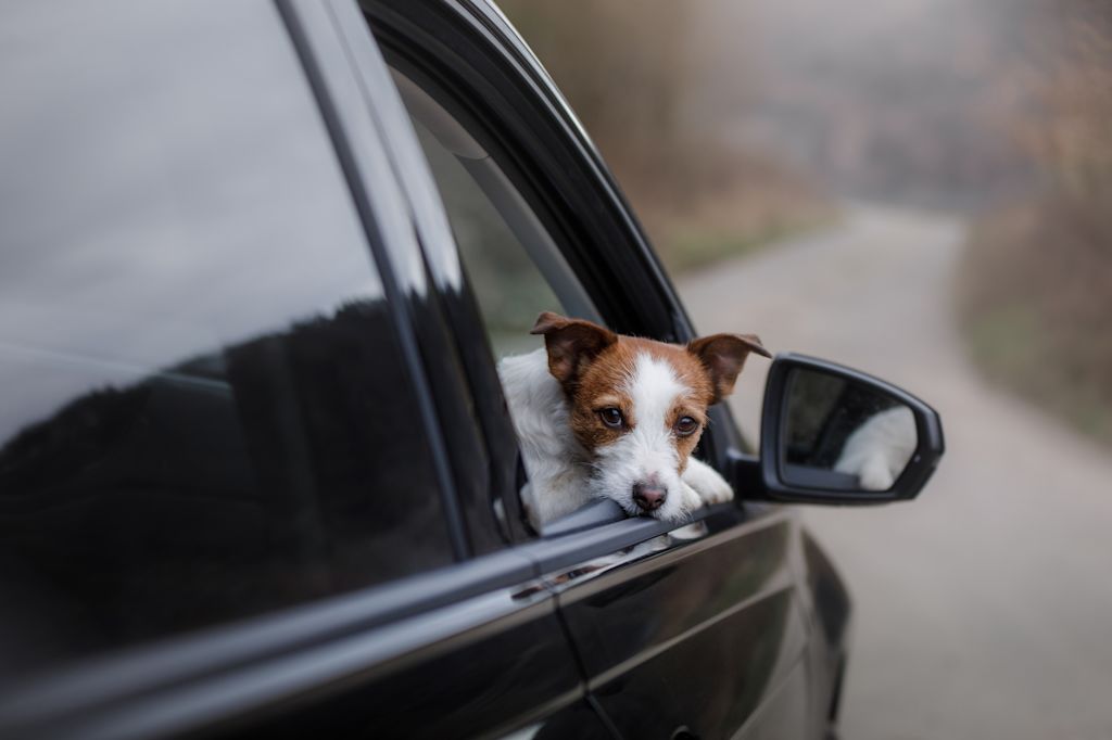 chien voiture antigel