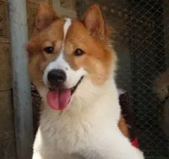 .Santevet_-_chien_de_race_Thai_Bangkaew_-_photo_wikipedia_s