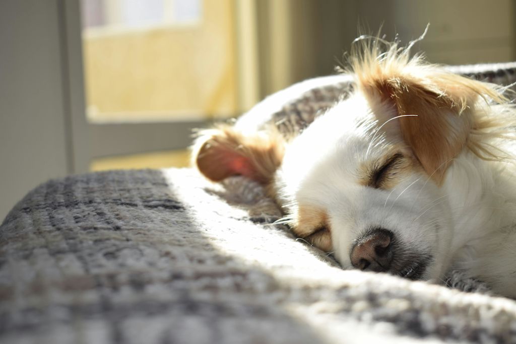 chien au repos