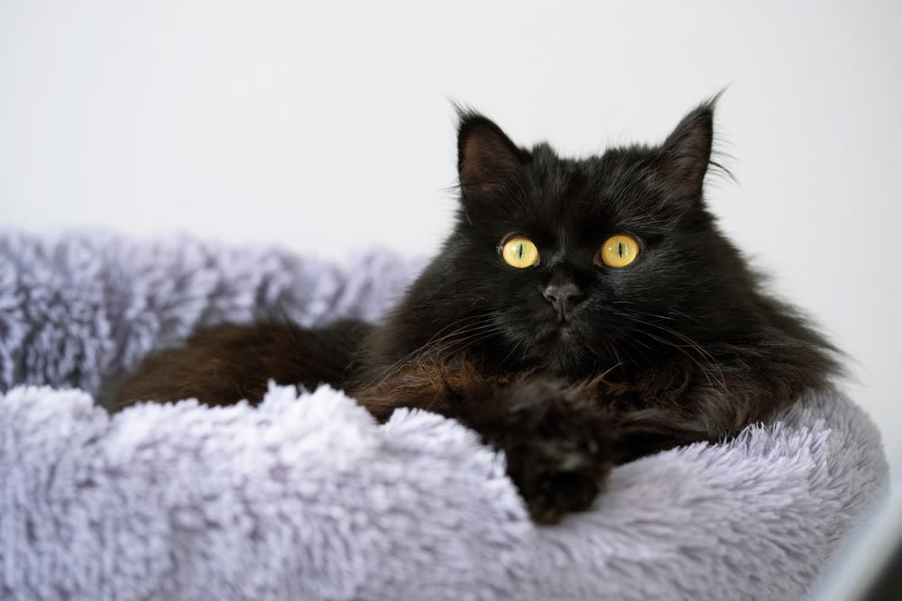 Gato negro de pelo largo