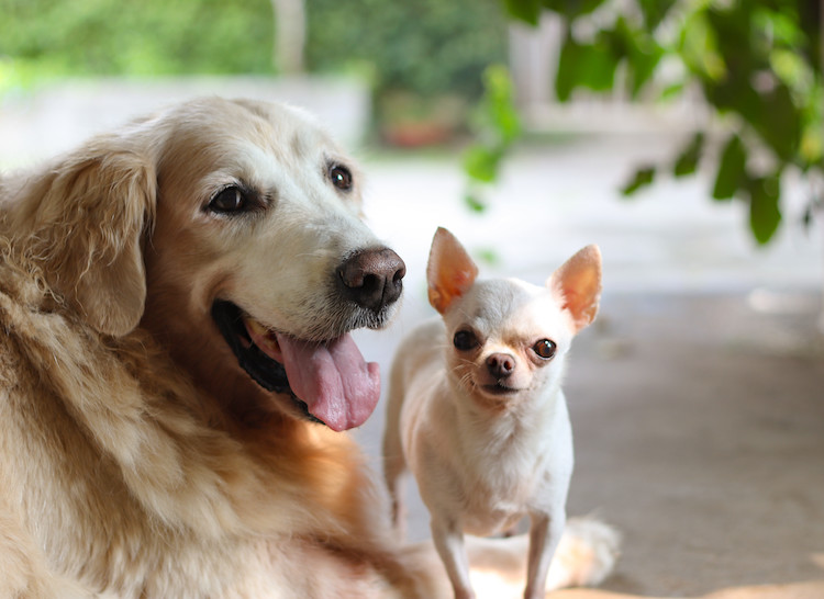 âge d'un petit et d'un grand chien