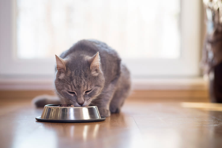 chat_qui_mange_trop_vite